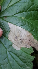 Metallus lanceolatus