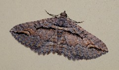 Chrysolarentia plagiocausta