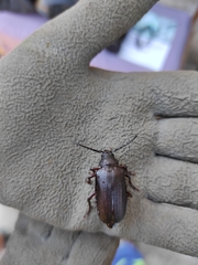 Prionus coriarius