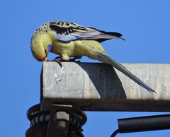 Platycercus elegans flaveolus