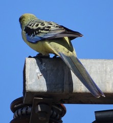Platycercus elegans flaveolus