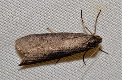 Lepidoscia euryptera