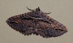 Chrysolarentia plagiocausta