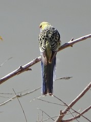 Platycercus elegans flaveolus