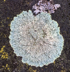 Fungi