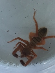 Gluvia dorsalis