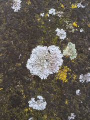 Fungi