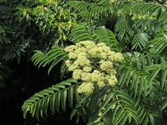 Zanthoxylum ailanthoides