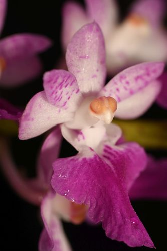 Aerides maculosa Lindl.