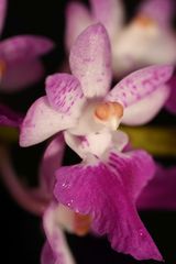 Aerides maculosa