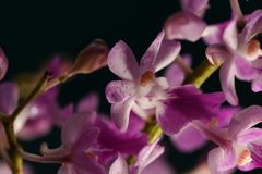 Aerides maculosa