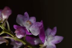 Aerides maculosa
