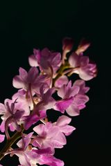 Aerides maculosa