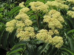 Zanthoxylum ailanthoides