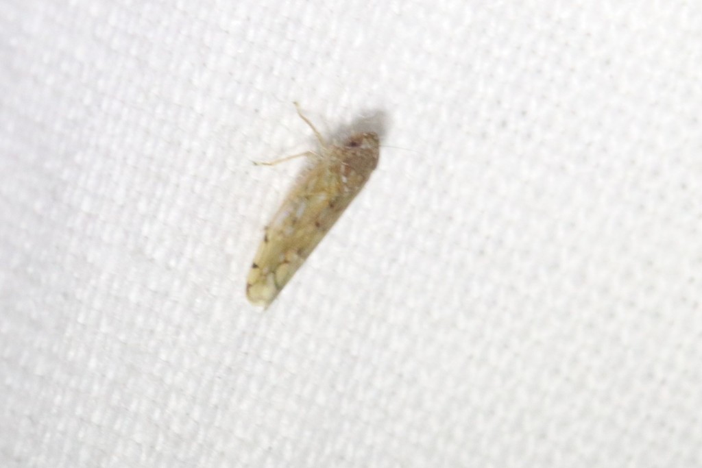 Osbornellus consors