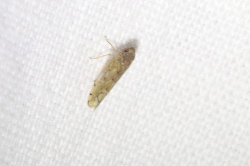 Osbornellus consors
