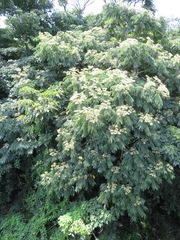 Zanthoxylum ailanthoides