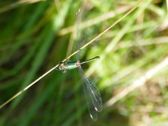 Chalcolestes viridis