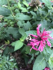 Bombus impatiens
