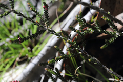 Micromyrtus sessilis