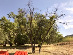 Juglans major