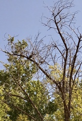 Juglans major