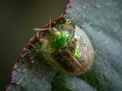 Cassida circumdata