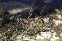 Micromyrtus sessilis