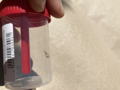 Agriphila straminella