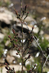 Micromyrtus sessilis