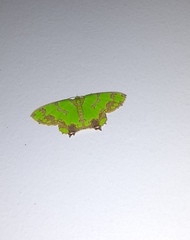 Agathia hemithearia
