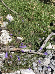 Campanula stenocodon