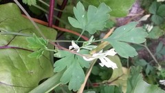 Corydalis capnoides