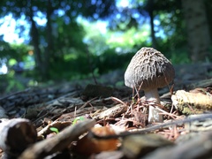 Pluteus thomsonii