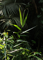 Flagellaria guineensis image