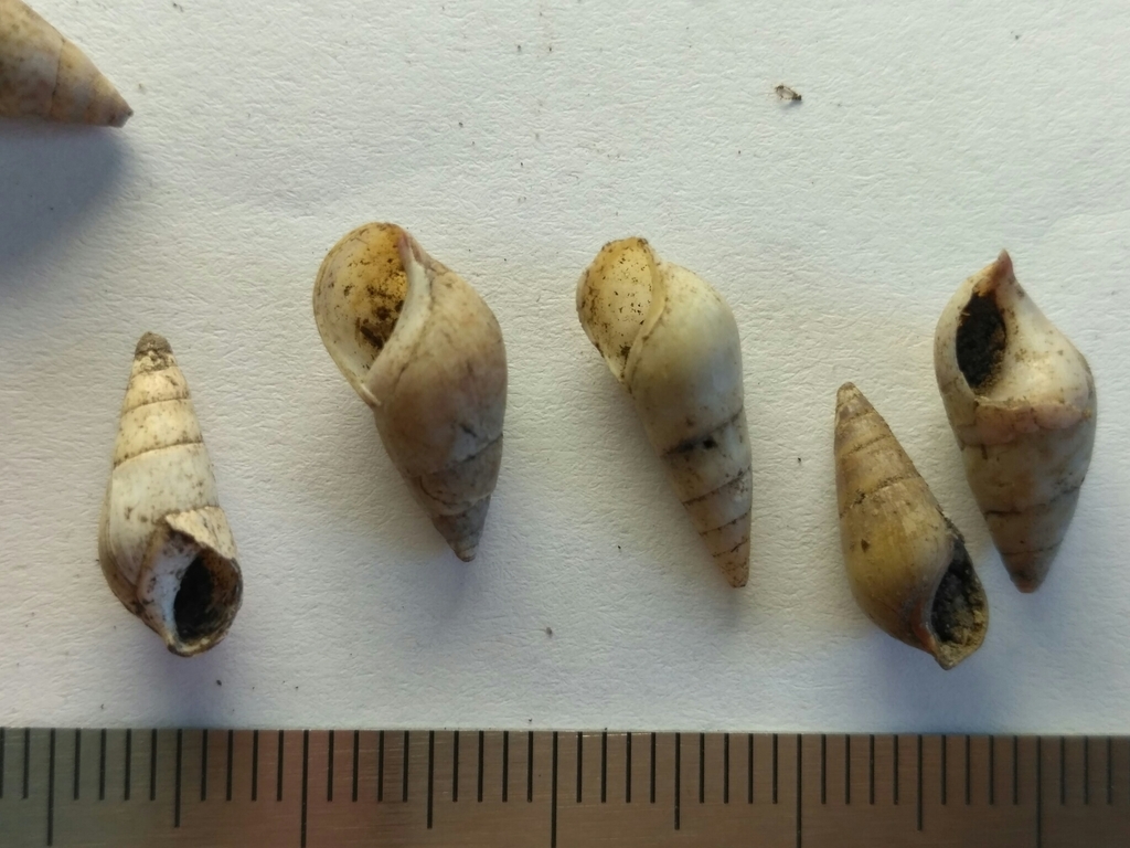 Microcolpia daudebartii