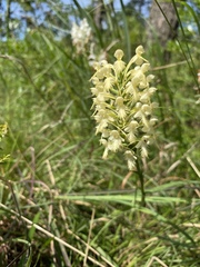 Platanthera × canbyi