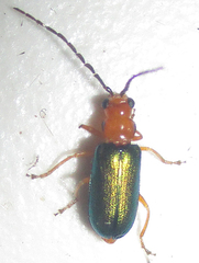 Spilocephalus intermedius