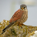 Common Kestrel - Photo (c) Paul Roberts, some rights reserved (CC BY-NC)