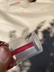 Pseudochorthippus parallelus