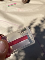 Pseudochorthippus parallelus