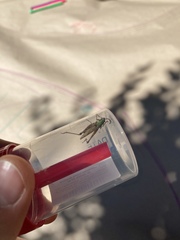 Pseudochorthippus parallelus