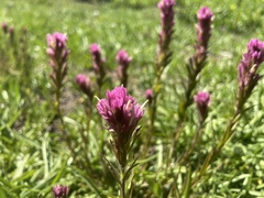 Castilleja lassenensis