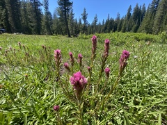 Castilleja lassenensis