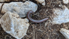 Acanthoiulus fuscipes