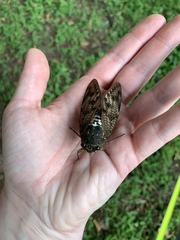 Graptopsaltria nigrofuscata