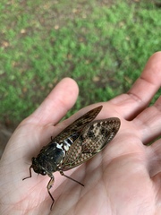 Graptopsaltria nigrofuscata