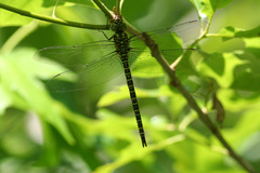 Coryphaeschna ingens