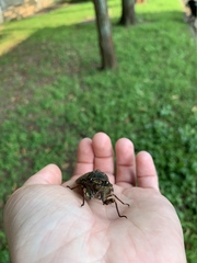 Graptopsaltria nigrofuscata