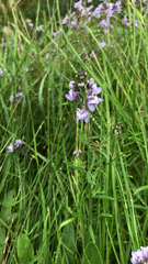 Linaria repens